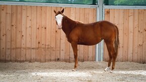 Dvouletá splash Quarter Horse klisna, nominována na Futurity - 9