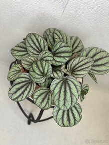 Peperomia Mystique - 9