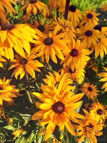 Rudbeckia srstnatá žltá - 9