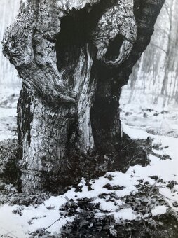 Fotografie Irena Bluhová (1904-1991) - 9