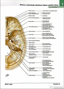 PDF - Netterov anatomický atlas človeka 6. vydanie SK - 9