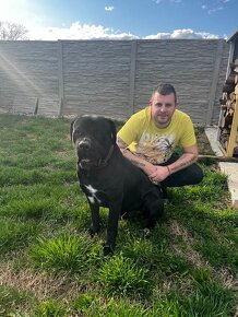 Predam/eladó steniatka Cane Corso - 9