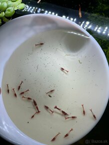 krevetky (Neocaridina) - 9