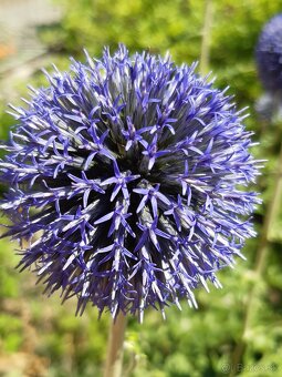 Echinops bannaticus "Blue Glow" - Ježibaba modrá - 9