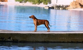 Rhodesian Ridgeback - 9