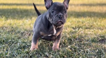 American Bully micro - 9