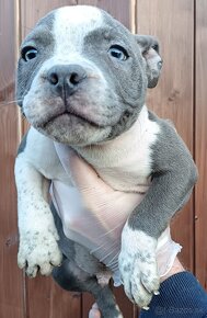 J&K bullys "ponúkame na predaj American bully pocket - 9