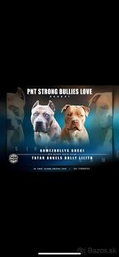 American bully xl - 9