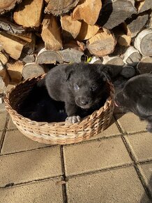 Šteniatka mix špic a labrador - 9