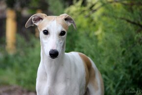 Vipet / Whippet - 9