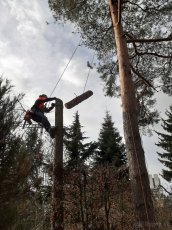 Arboristika, rizikové pílenie stromov, výrub stromov - 9