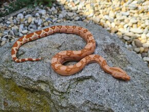 Veľhad Královský-Boa Constrictor mláďatá - 9