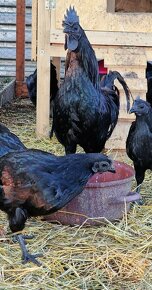 Kuriatka Ayam Cemani - 9