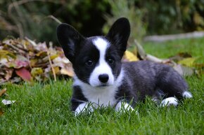 Welsh Corgi Cardigan FCI- krásná dívka - 9