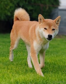 Shiba inu fenka s PP - 9