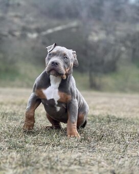 Fena American Bully XL - 9