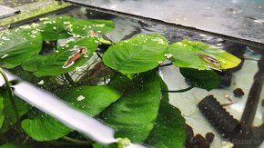 Krevetky Caridina Multidentata (Amano, Japonica) - 9