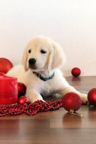 Zlatý retriever/ Golden retriever - 9