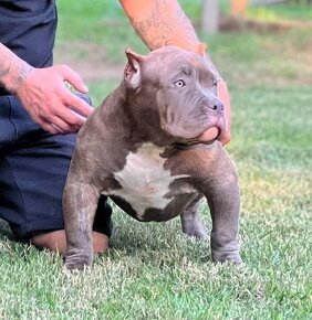 American Bully Pocket - 9