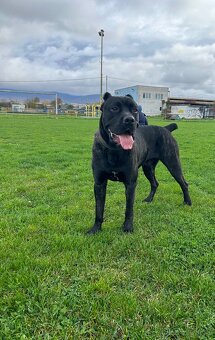 Ponúkam na krytie cane corso - 9