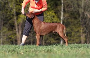 Rhodesian Ridgeback - 9