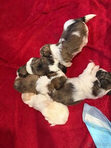 Shih-tzu s PP, Shih tzu, Shi tzu, si cu - 9