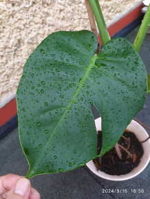 Monstera deliciosa6 - 9