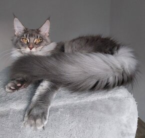 MAINE COON - mainská mývalia s PP - 9