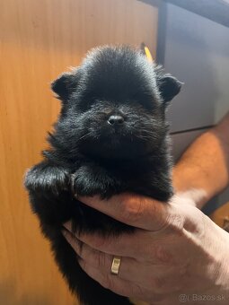 Mini pomeranian do 2,5 kg - 9