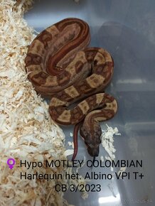 Boa Constrictor VPI T+ - 9