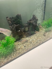 Ryby a akvarium - 9