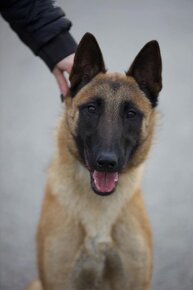 BO- malinois na predaj - 9