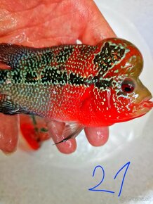 Flowerhorn Super red Dragon - 9