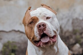 American bully xl ke krytí - 9