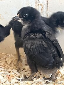 Kuriatka HODVÁBNIČKY, ARAUCANA, PADUAN - 9