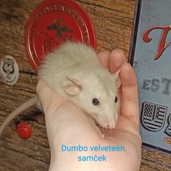 ❤ Dumbo, velveteen, rex potkaníky - 9