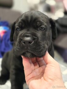 Cane corso FCI , VITA DA CAPO - 9