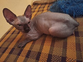 Kanadský sphynx - 9