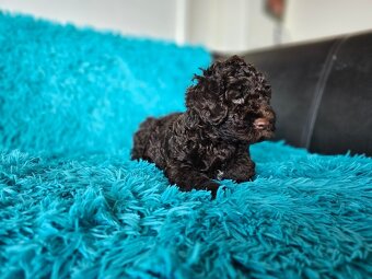 LAGOTTO ROMAGNOLO-brown, with super ped. FCI - 9