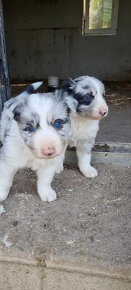 Dva krasne psiky border kolia  modre merle blue merle - 9