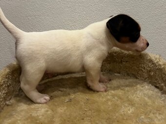 Jack russel terier - 9