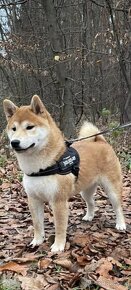 Shiba inu - 9