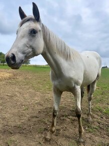 Ročná Appaloosa kobylka - 9