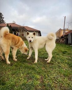 Akita inu - 9