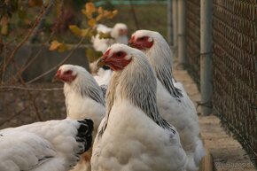 Brahma Kolumbiana a Holokrčky predak - 9