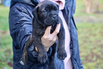 Šteniatka Cane Corso - 9