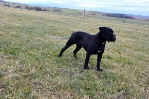 Cane Corso štěňátka s FCI PP - přátelská cena - 9