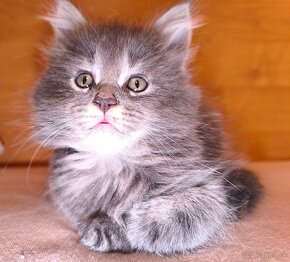 Maine coon macicka - 9