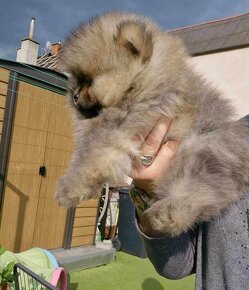 Pomeranian mini Boo - 9