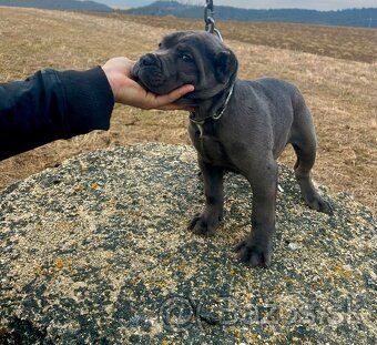 Šteniatka Cane Corso - 9